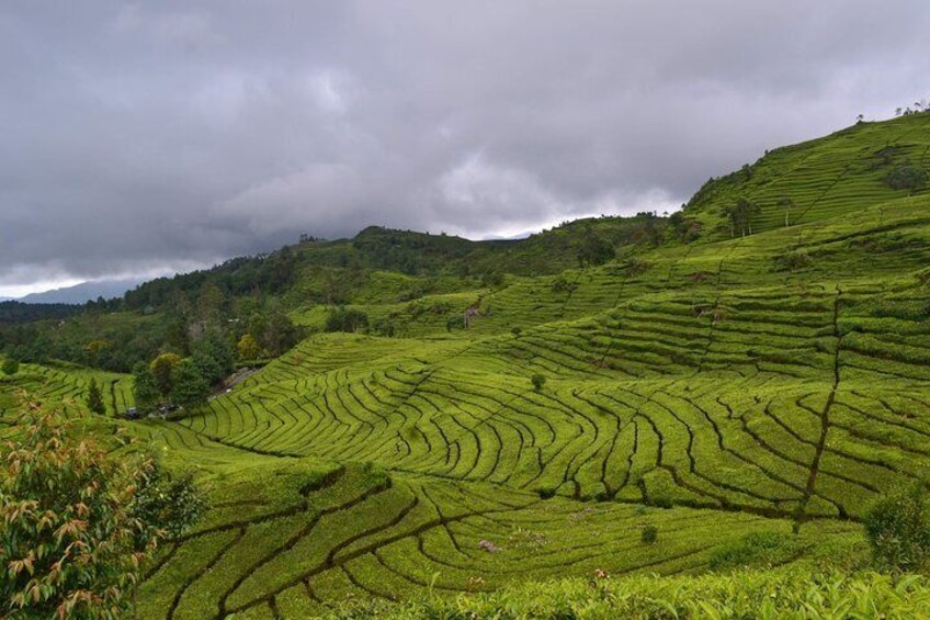 Tea Plantation