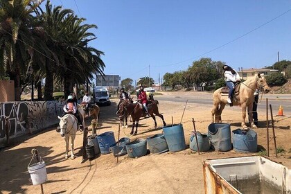 Horseback riding tour mountains & rosarito