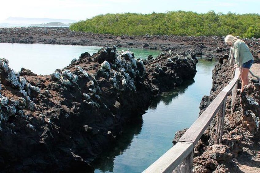 Half day tour / Trekking & snorkeling to Isla Tintoreras (Isabela Island)
