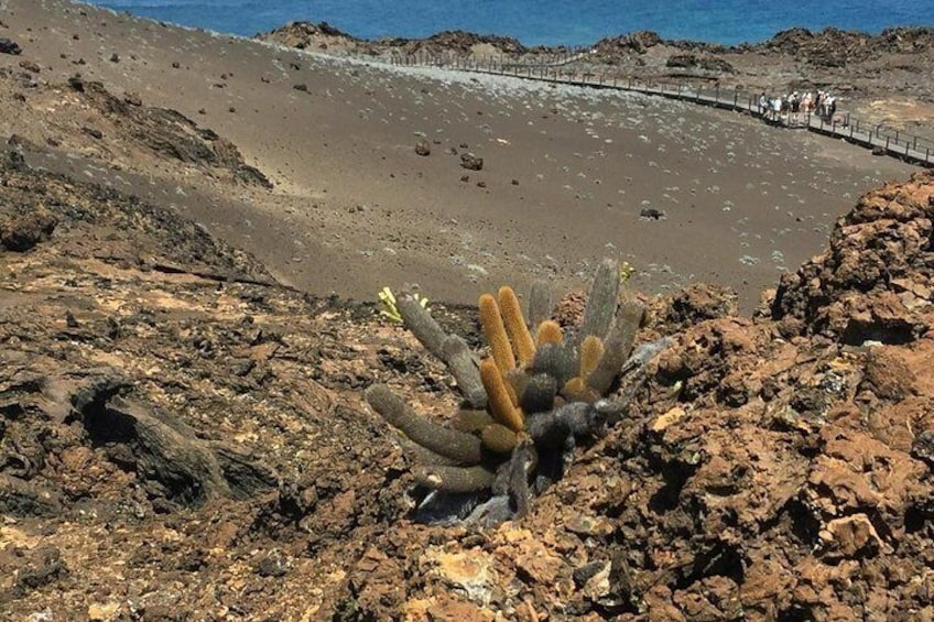 Tour to Bartolome Island + Bahia Sulivan