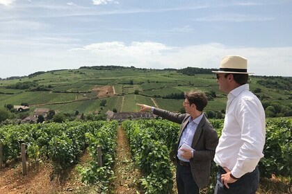 Private full day tour : The Essence of Chablis