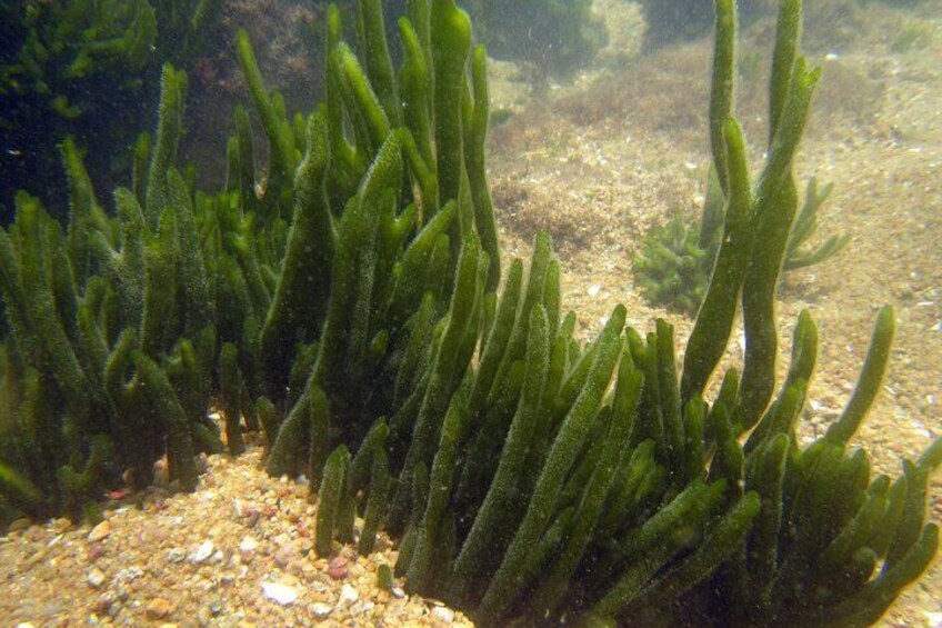 Macuco Island Diving Tour by Zimbros Ecotour