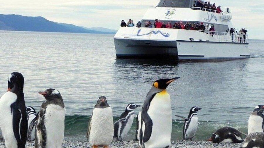 Beagle Channel Navigation Penguin Colony