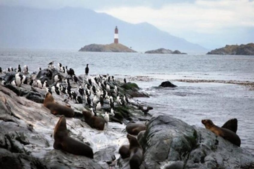 Navigation Channel Beagle Pinguinera