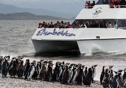 Canoero Catamarans: Isla de los Lobos, Les Eclaireurs Lighthouse and Pingüi...