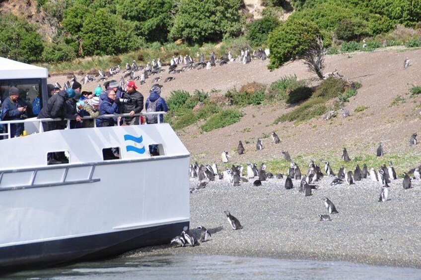 Penguin colony