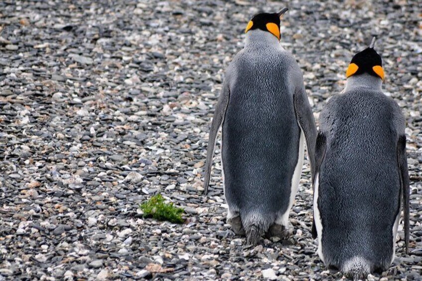 King Penguin