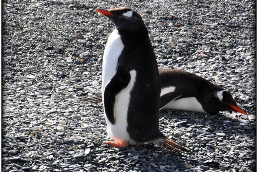 Papua penguins