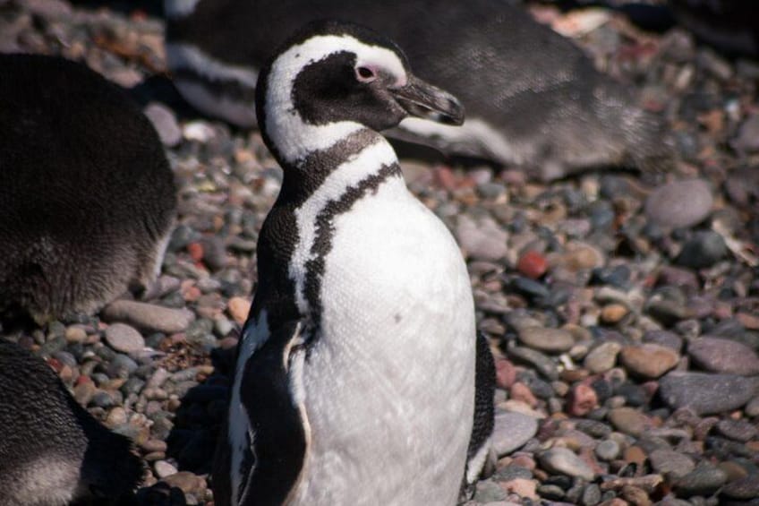 Magellanic penguin