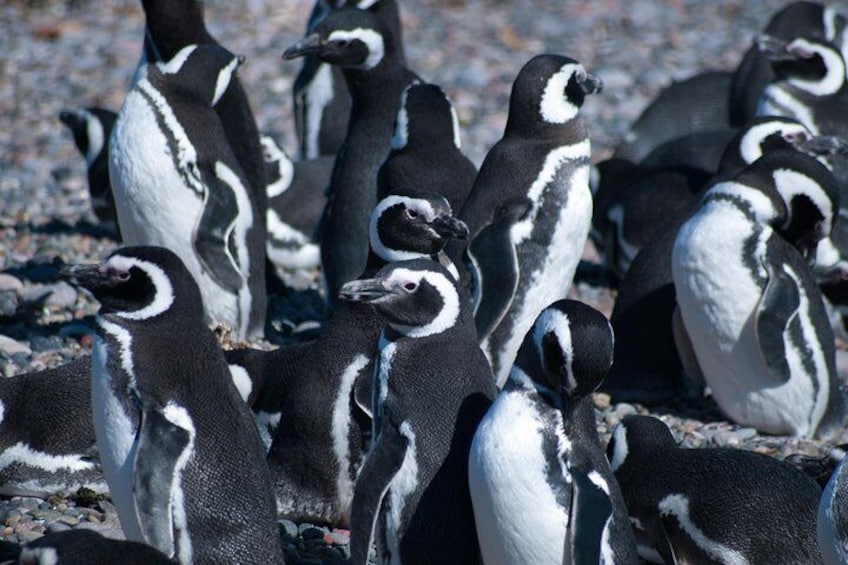 Magellanic penguins