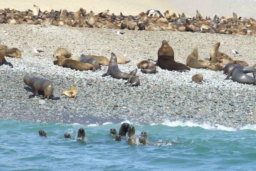 Sealions in Ballestas Islands