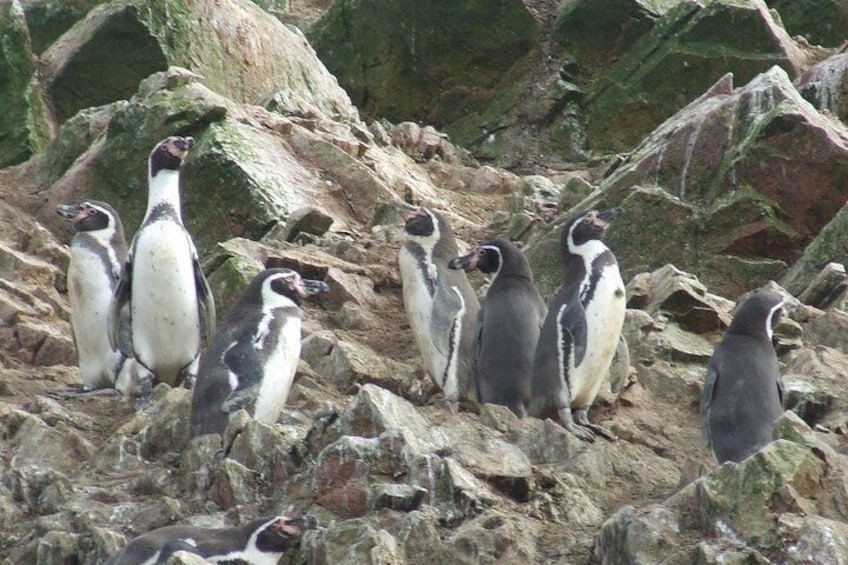 Humboldt Penguins in Ballestas Islands