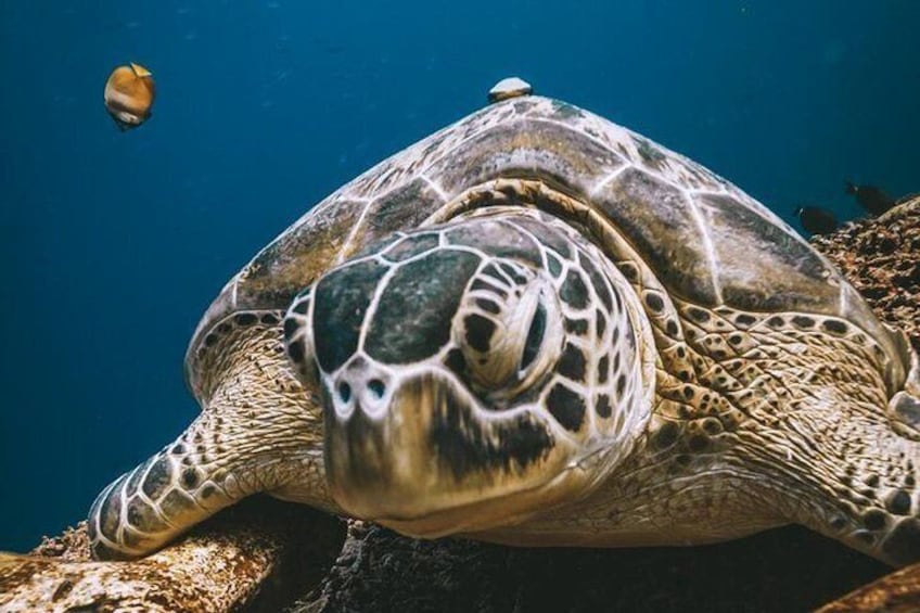Try Scuba Diving