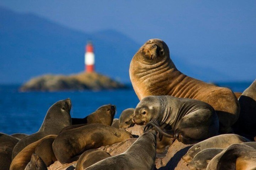 Navigation Beagle Channel Isla de Lobos