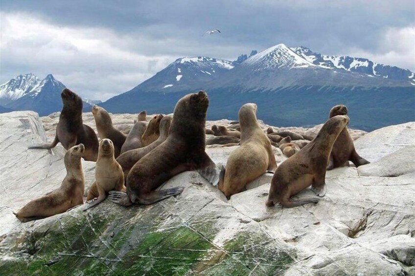 Navigation Beagle Channel Isla de Lobos