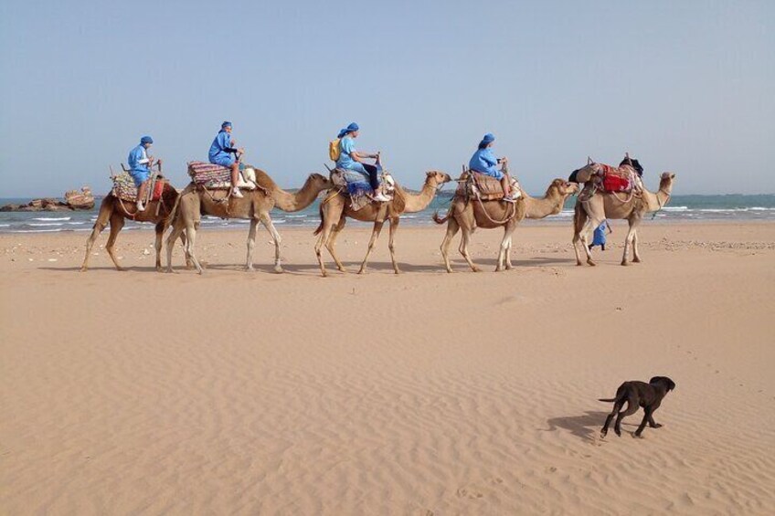Camel ride or quad bike ride.. pick up, drop off. including