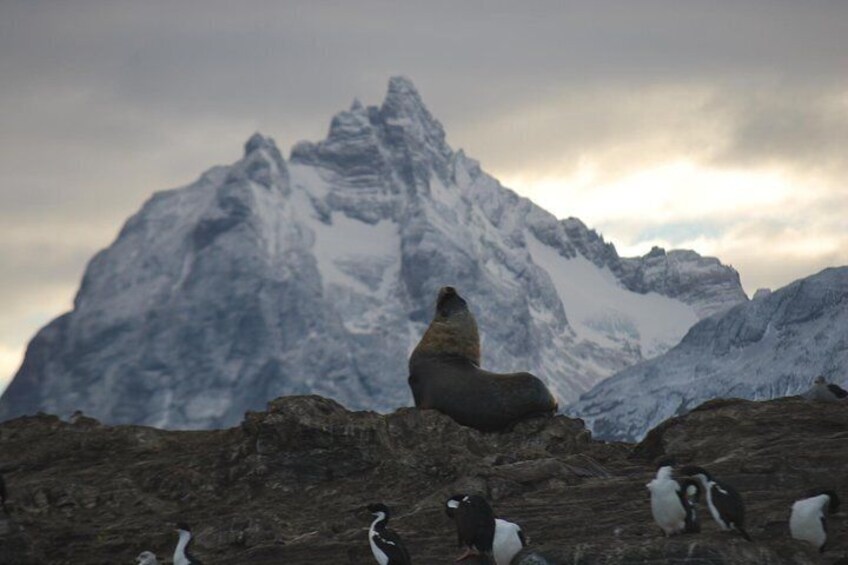 Canoero Catamarans - Canal Beagle Tour, Sea Lions and Les Eclaireurs Lighthouse.