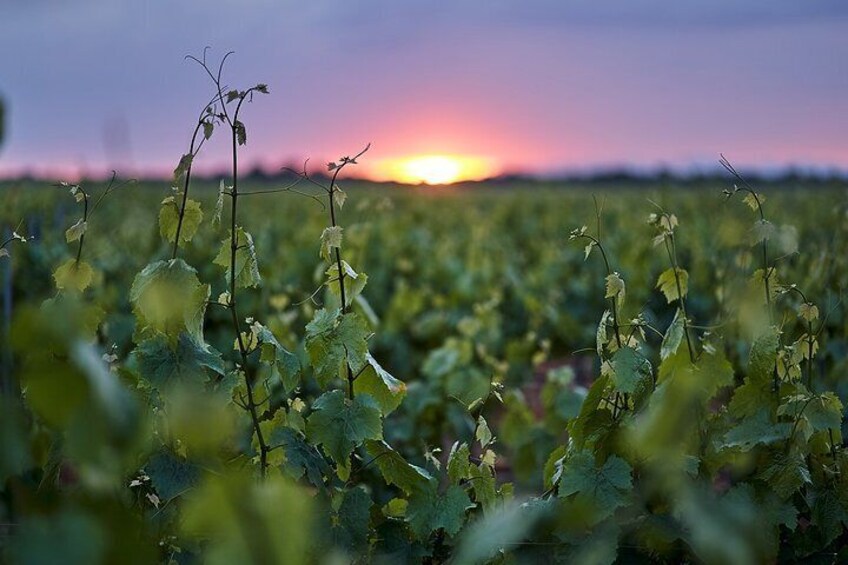 Wine tourism: Wine tasting