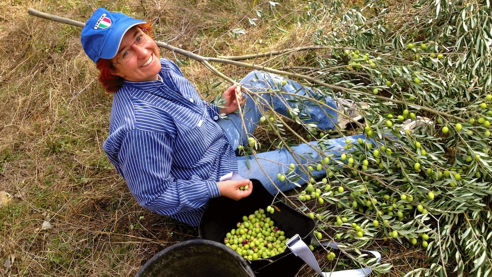 Olive picking in France