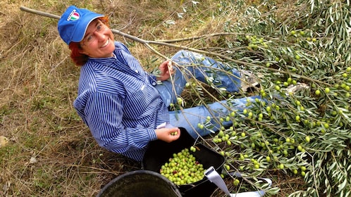 Cueillette d'olives en Provence et déjeuner campagnard