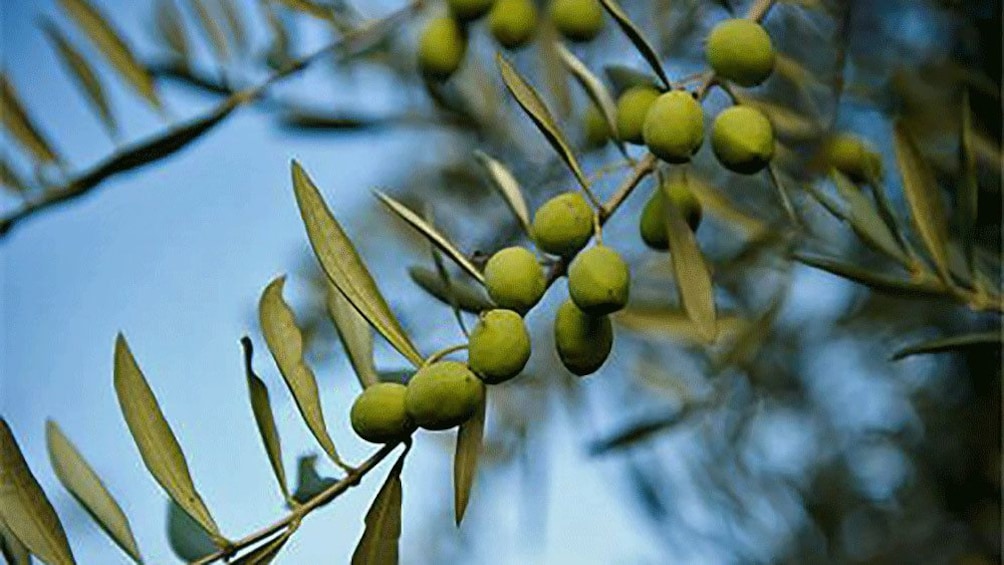 Olive trees in France