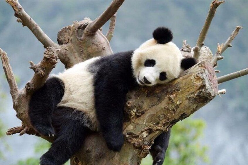 Panda Bears 