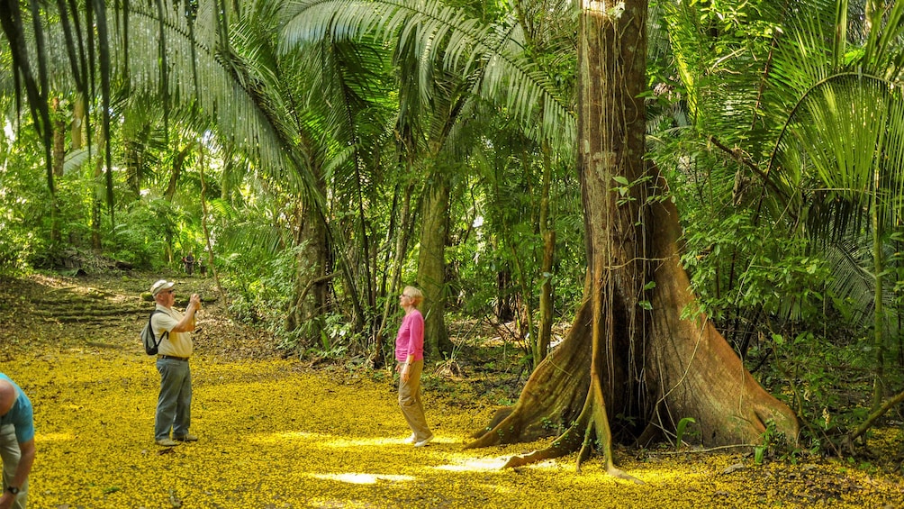 Woman posing for a photo in front of the large roots of a tree in Ceibal