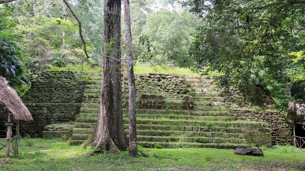 Overgrown steps of a pyramid in Uaxactun