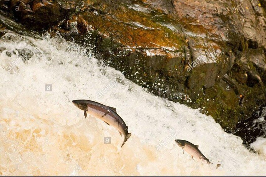 Falls of Shin Salmon leaping