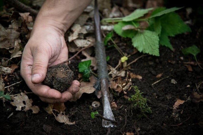 Discovery of the world of Truffles and tasting