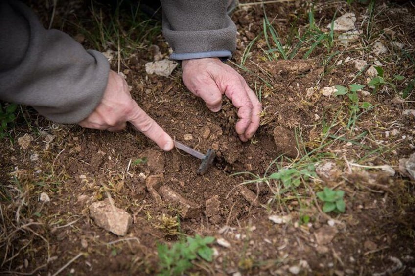 Discovery of the world of Truffles and tasting