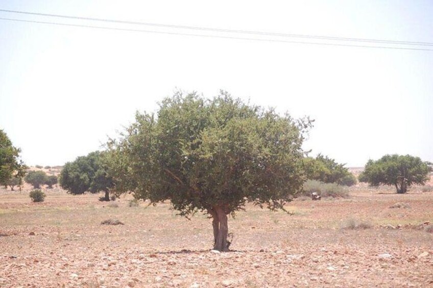 Petiti desert "MASSA" Agadir in 4X4