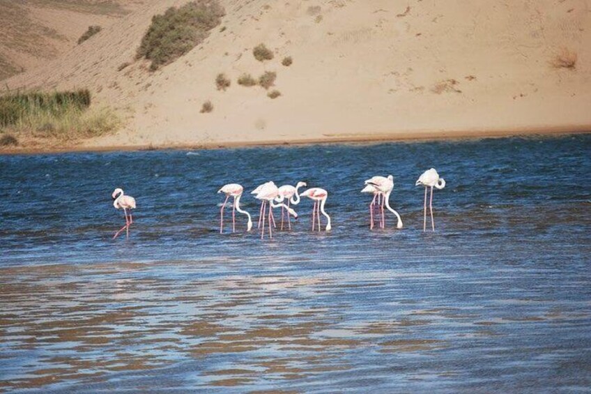 Petiti desert "MASSA" Agadir in 4X4