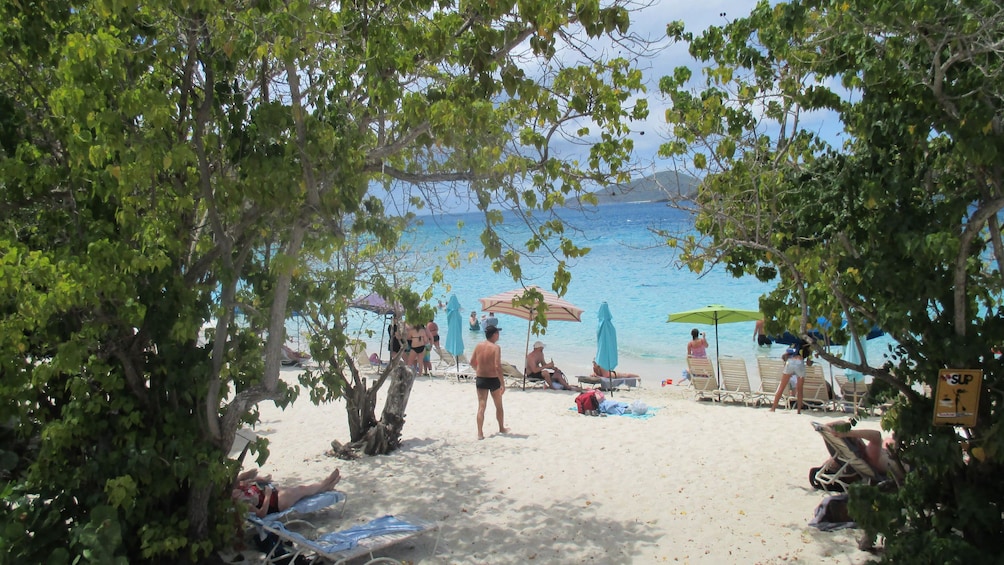 Landscape of trees and sand of beach of Coki Point Beach in the Virgin Islands. 