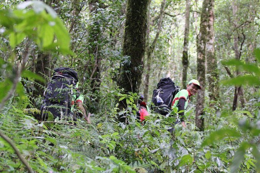 Trek On Langbian Mountain