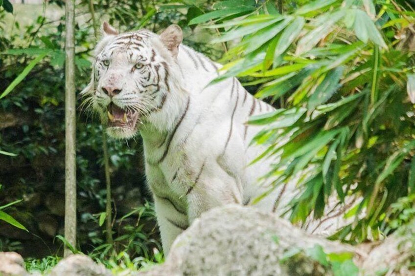White Tiger