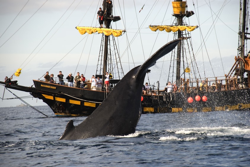 Thar She Blows! Whale-Watching Tour with Breakfast