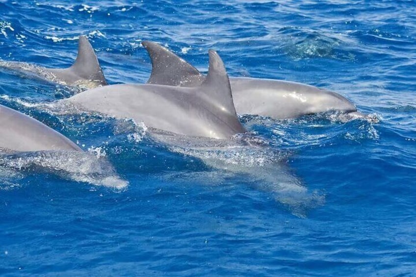 Dolphin Tour & Josani Forest Snorkeling Sea trip - Zanzibar
