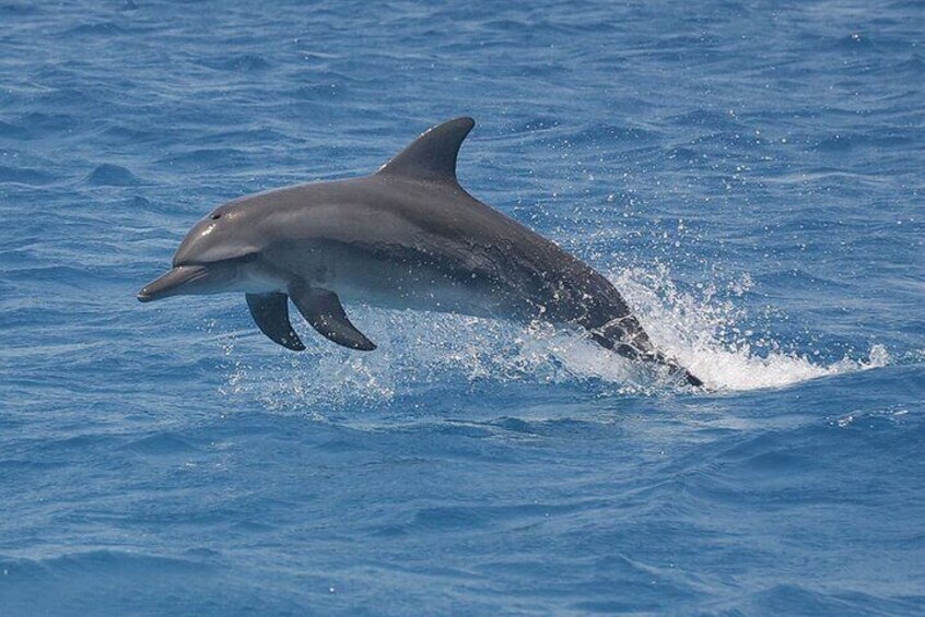  Dolphin Tour & Josani Forest Snorkeling Sea trip - Zanzibar