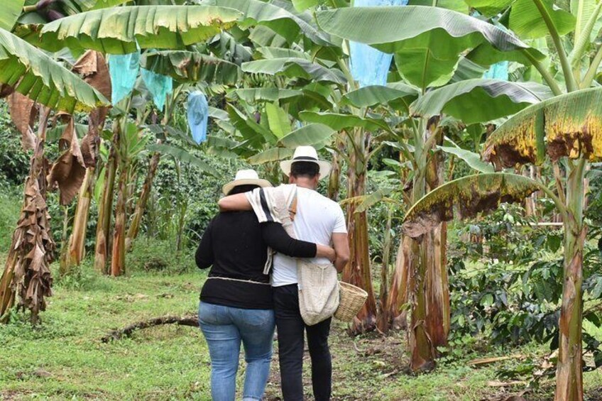 Coffee farm route in Armenia, Quindío