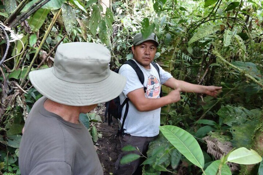 Guide giving information about the medicinal plants and trees of the jungle...