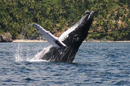 Whale watching & Samana Bacardi Island