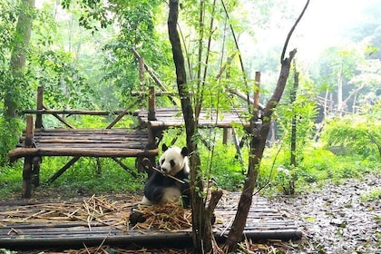 Chengdu Impressions Tour of Sichuan Cuisine Museum and Giant Pandas