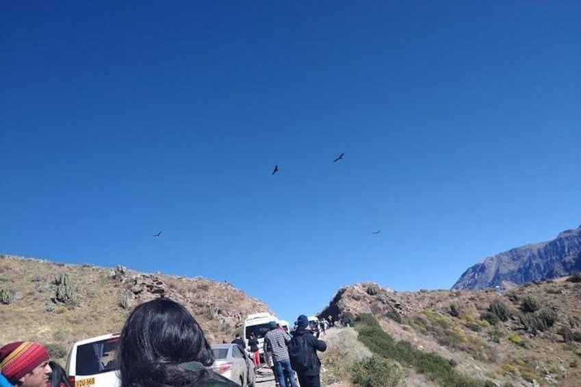 Excursion to Colca Canyon 1 Day