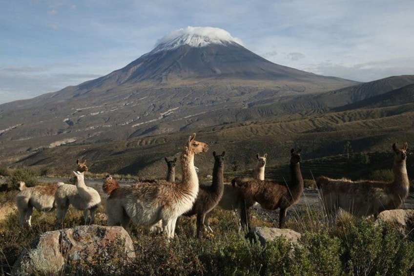 Excursion to Colca Canyon 1 Day