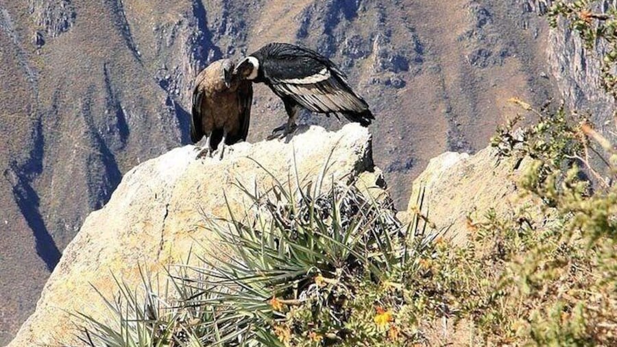 Excursion to Colca Canyon 1 Day