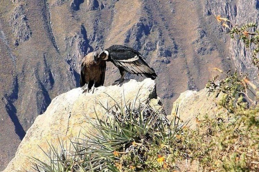 Excursion to Colca Canyon 1 Day