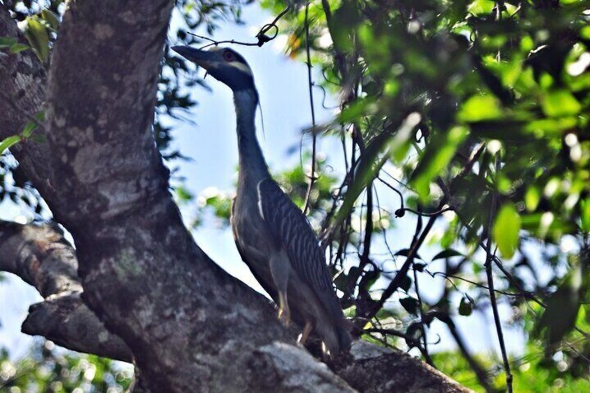 Birdwatching