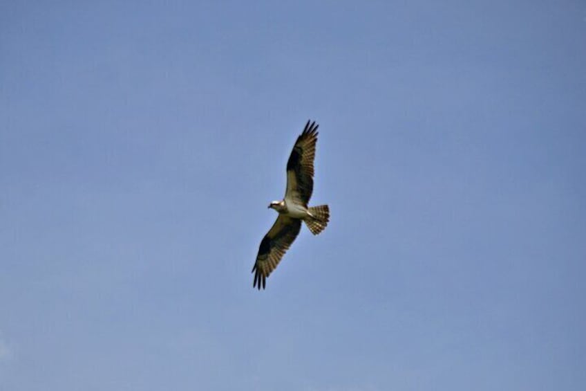 Osprey