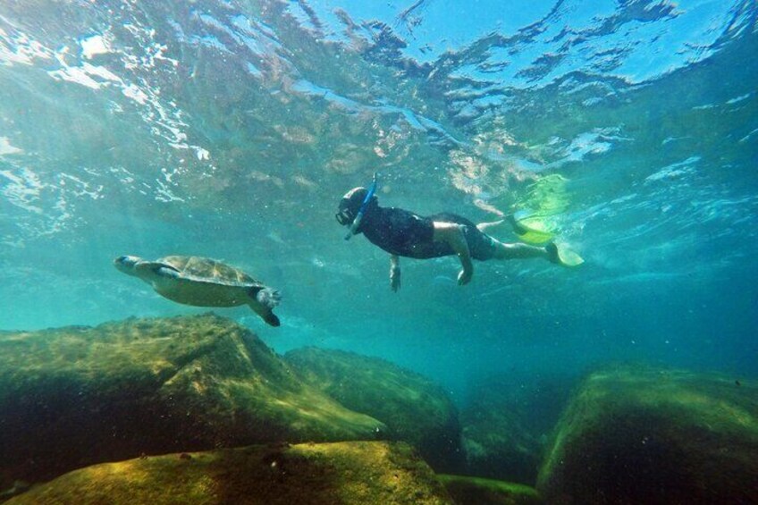 Swimming with sea turtles in their habitat is a unique experience!